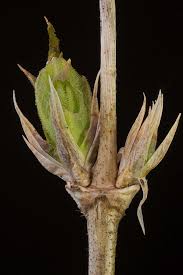 Attēlu rezultāti vaicājumam “Lonicera xylosteum bud”