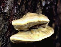 Attēlu rezultāti vaicājumam “Trametes suaveolens”