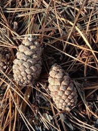 Attēlu rezultāti vaicājumam “Pinus nigra fruit”