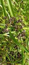Attēlu rezultāti vaicājumam “Cyperus fuscus fruit”