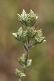 Attēlu rezultāti vaicājumam “Filago arvensis”