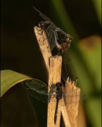 Attēlu rezultāti vaicājumam “Leucorrhinia”