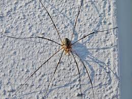 Attēlu rezultāti vaicājumam “Phalangium opilio”