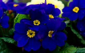 Attēlu rezultāti vaicājumam “Primula x margotae”