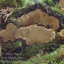 Attēlu rezultāti vaicājumam “Phellinus nigrolimitatus”
