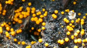 Attēlu rezultāti vaicājumam “Nectria peziza”