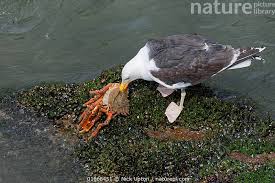 Attēlu rezultāti vaicājumam “Larus marinus adult”