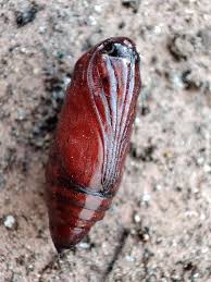 Attēlu rezultāti vaicājumam “Scardia boletella pupa”