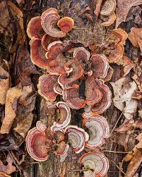 Attēlu rezultāti vaicājumam “Stereum fasciatum”