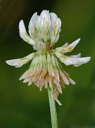 Attēlu rezultāti vaicājumam “Trifolium repens fruit”