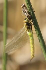 Attēlu rezultāti vaicājumam “Somatochlora flavomaculata”