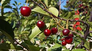 Attēlu rezultāti vaicājumam “Cerasus”