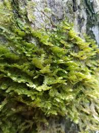 Attēlu rezultāti vaicājumam “Neckera pennata”