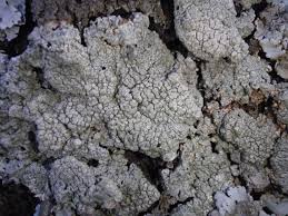 Attēlu rezultāti vaicājumam “Pertusaria pertusa”