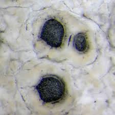 Attēlu rezultāti vaicājumam “Diachea muscorum spores”