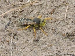 Attēlu rezultāti vaicājumam “Bembix rostrata”