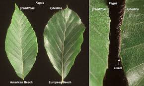 Attēlu rezultāti vaicājumam “Fagus sylvatica leaf”