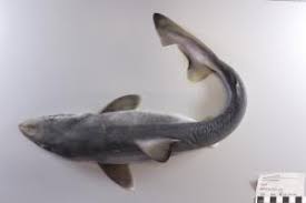 Image result for Galeorhinus galeus