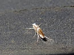 Attēlu rezultāti vaicājumam “Phyllonorycter sp.”