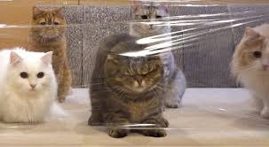Image result for invisible cat