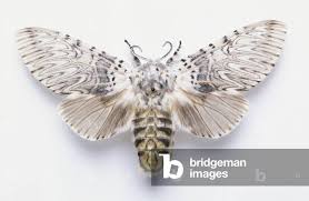 Attēlu rezultāti vaicājumam “Cerura vinula”