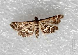 Attēlu rezultāti vaicājumam “Diasemia reticularis”