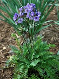 Attēlu rezultāti vaicājumam “Polemonium caeruleum flower”