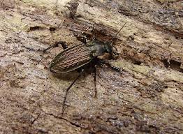 Attēlu rezultāti vaicājumam “Carabus granulatus”