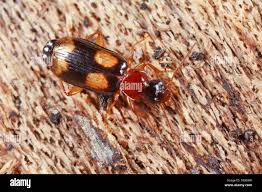 Attēlu rezultāti vaicājumam “Dromius quadrimaculatus”