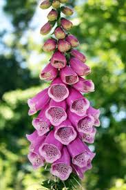 Image result for Fingerhut