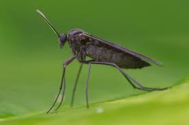 Attēlu rezultāti vaicājumam “Sciaridae”