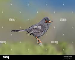 Image result for Sylvia sarda