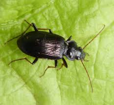 Attēlu rezultāti vaicājumam “Nebria brevicollis”