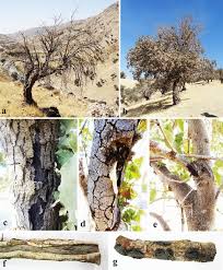 Attēlu rezultāti vaicājumam “Biscogniauxia granmoi”