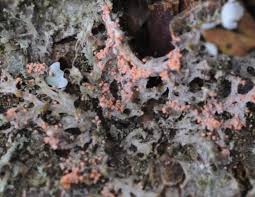 Attēlu rezultāti vaicājumam “Erythricium aurantiacum”