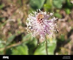 Attēlu rezultāti vaicājumam “Plantago media flower”