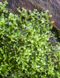 Attēlu rezultāti vaicājumam “Lepidozia reptans”