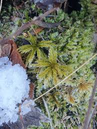 Attēlu rezultāti vaicājumam “Climacium dendroides”