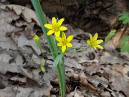 Attēlu rezultāti vaicājumam “Gagea lutea bud”