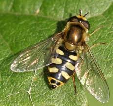 Attēlu rezultāti vaicājumam “Eupeodes corollae”