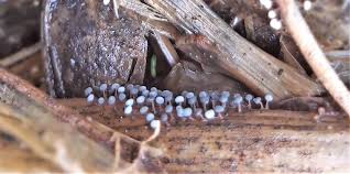 Attēlu rezultāti vaicājumam “Didymium bahiense spores”