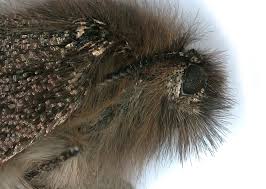 Attēlu rezultāti vaicājumam “Boudinotiana notha”