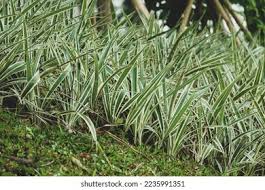 Attēlu rezultāti vaicājumam “Phalaroides arundinacea leaf”