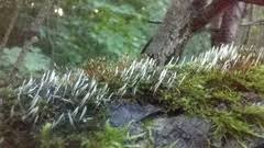 Attēlu rezultāti vaicājumam “Eocronartium muscicola”