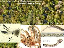 Attēlu rezultāti vaicājumam “Mniaecia jungermanniae”