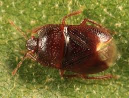 Attēlu rezultāti vaicājumam “Cydnidae”