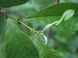 Attēlu rezultāti vaicājumam “Salix cinerea leaf”