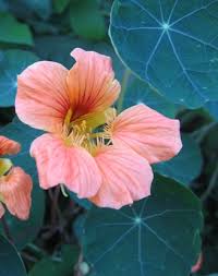 Image result for Tropaeolum majes