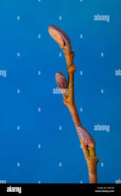 Attēlu rezultāti vaicājumam “Alnus glutinosa bud”