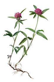Attēlu rezultāti vaicājumam “Trifolium alpestre”